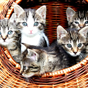 Kittens In a Basket Cross Stitch Pattern