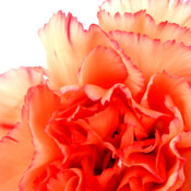 Orange Carnation Cross Stitch Pattern