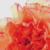 Orange Carnation Cross Stitch Pattern