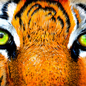 Tiger Eyes Cross Stitch Pattern