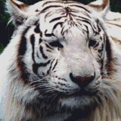 White Tiger Cross Stitch Pattern