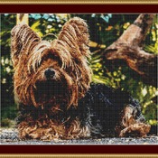 Yorkshire Terrier Cross Stitch Pattern