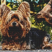 Yorkshire Terrier Cross Stitch Pattern