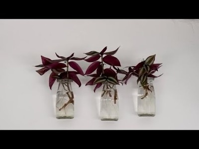 How to Decorate Wandering Jew in Cute Small Glass Bottles for Wall Hanging