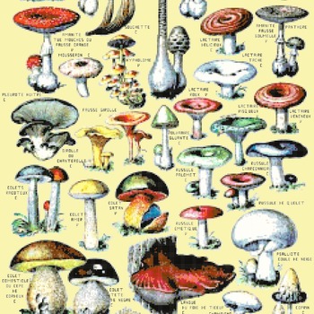Counted Cross Stitch pattern watercolor mushroom 242 * 365 stitches CH1577
