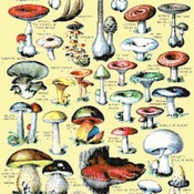 Counted Cross Stitch pattern watercolor mushroom 242 * 365 stitches CH1577