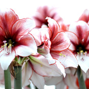 Amaryllis Cross Stitch Pattern