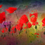 Poppies In The Breeze Cross Stitch Pattern