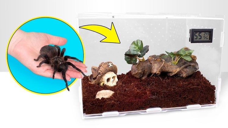 How Tarantulas Grow | A Perfect Spider House