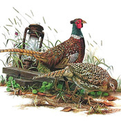 CRAFTS Ring Necked Pheasant Cross Stitch Pattern***LOOK***Buyers Can Download Your Pattern As Soon As They Complete The Purchase
