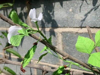 ABC TV | How To Make Winged Bean Plant From Crepe Paper - Craft Tutorial