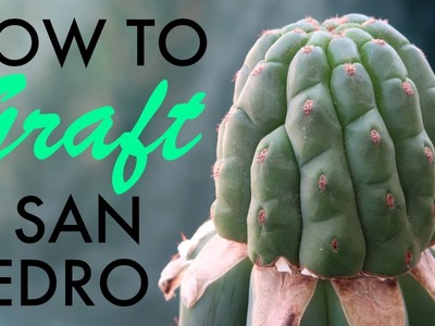 How to graft a pup on an adult San Pedro cactus