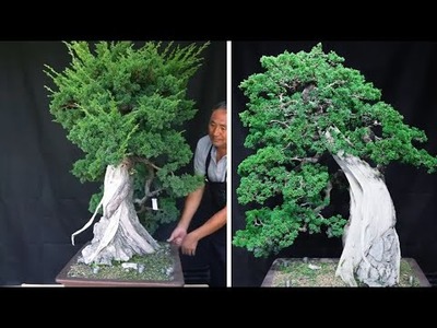 Unique & skillful bonsai ideas - Instructions on how to shape bonsai trees for beginners # 45
