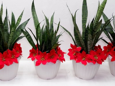 5 DIY Snake Plant. Sansevierias  Christmas Crafts Decor Ideas in Water and Soil