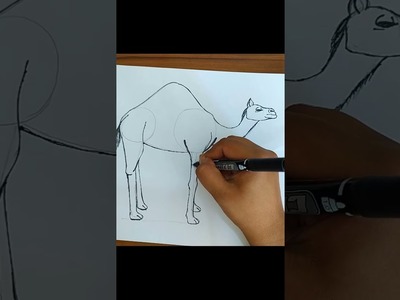How To Draw A Camel Step By step