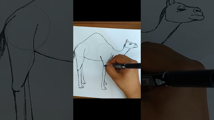 How To Draw A Camel Step By step