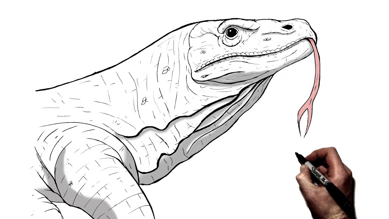 How To Draw A Komodo Dragon, Step By Step