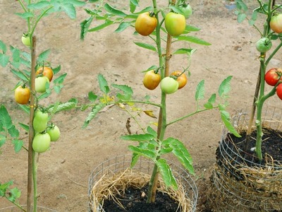 How to Grow Tomatoes to produce a lot of fruit in Straw at home