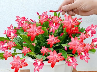 Revealing how to grow Christmas Cactus very simple for many wonderful flowers