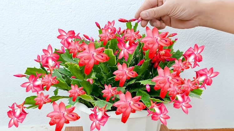 Revealing how to grow Christmas Cactus very simple for many wonderful flowers