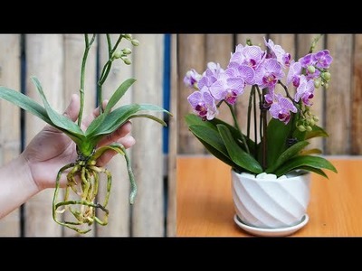 BeautifulFlower Pot Ideas To Decorate The Desk For The New Year 2022