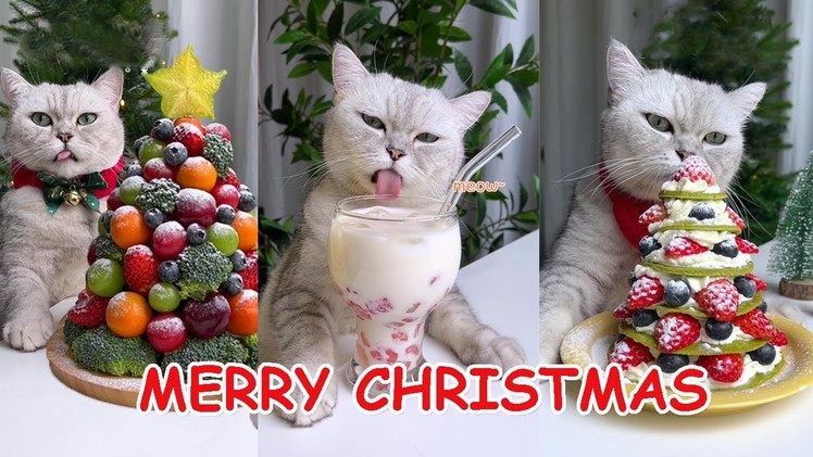 Chef Cat Cooking ：Christmas Compilation ! 4 Fruit Diy Recipes | Cat Cooking Food | Best Cat TikToks