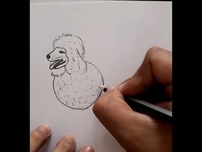 #Shorts  | ¿Cómo dibujar un perro CANICHE? | How to draw a POODLE dog?