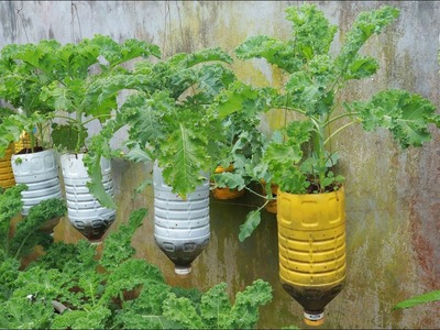 Surprised with how to grow hanging kale at home