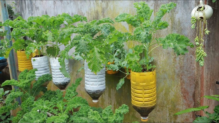 Surprised with how to grow hanging kale at home