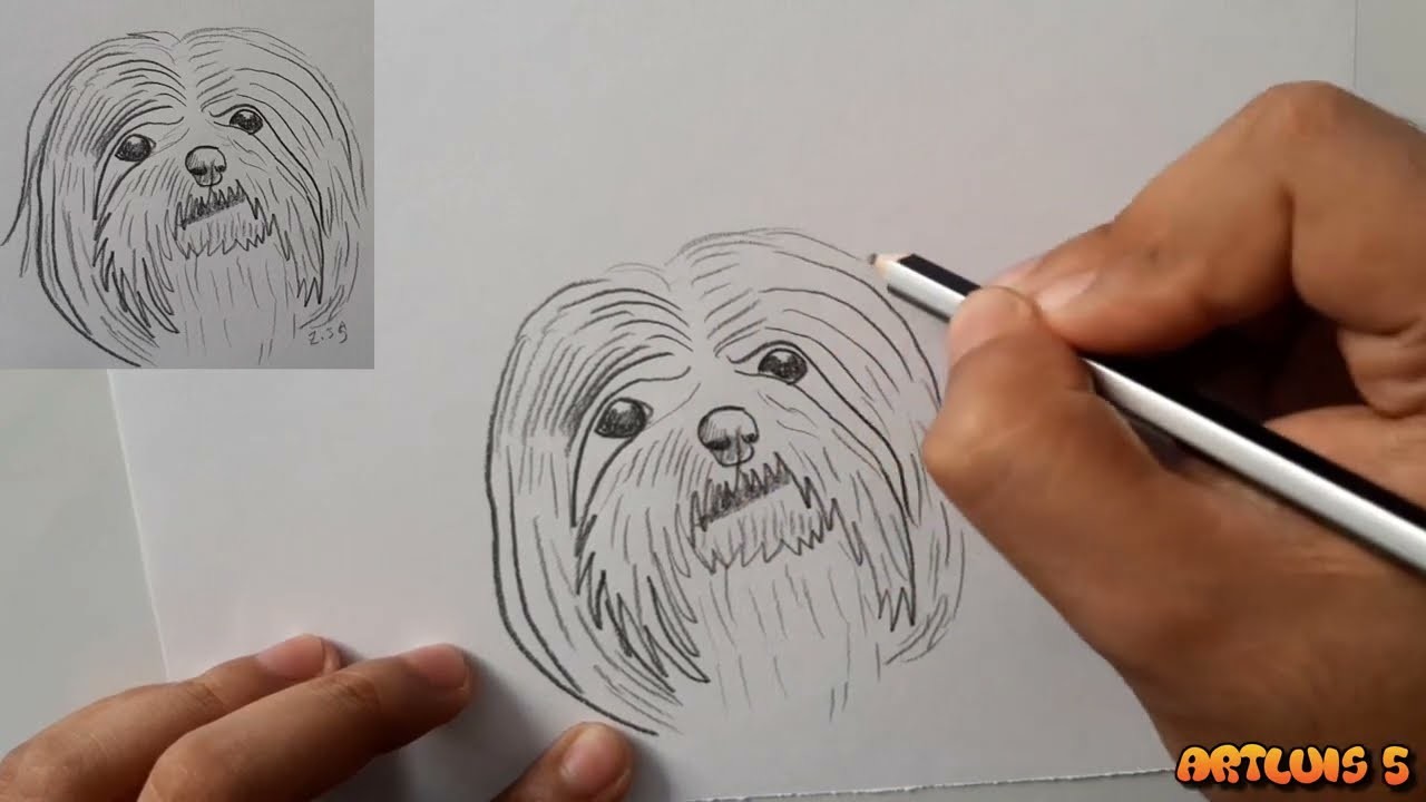 ¿Cómo dibujar un perro Shih Tzu?, How to draw Shih Tzu dog? |HD