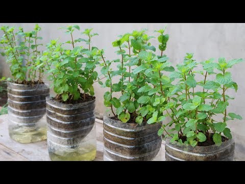 How to grow mint in plastic bottles with water at home