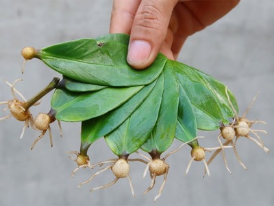 How to propagate leaves in sand to produce many roots at home