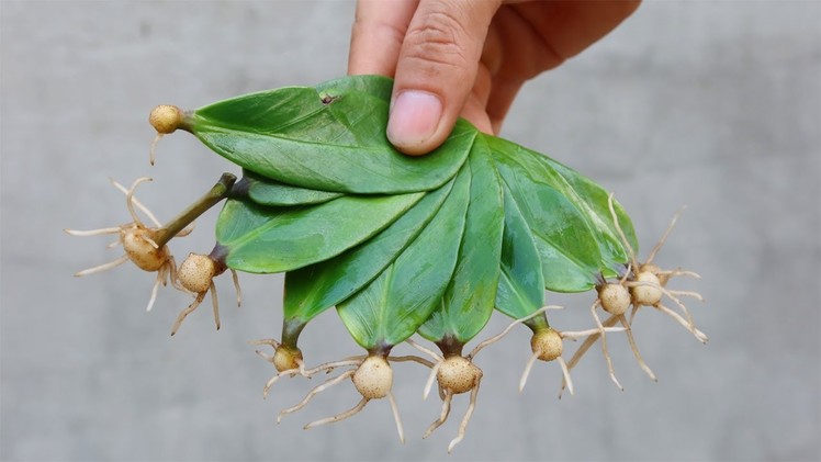 How to propagate leaves in sand to produce many roots at home