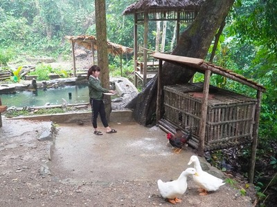 Building a bamboo house for chickens and ducks, life on the farm - Ep 92