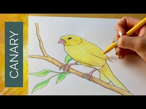 How to draw a CANARY BIRD step by step