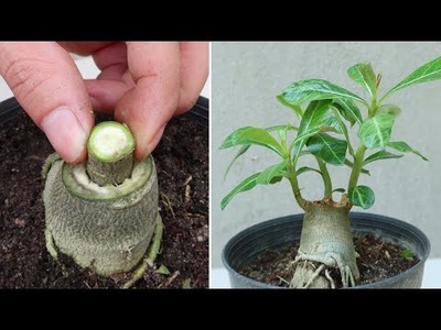 How to graft Adenium obesum plant at home