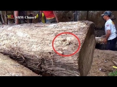 Inilah titik kelemahan kayu ini yang jarang diketahui sawmill seluruh dunia