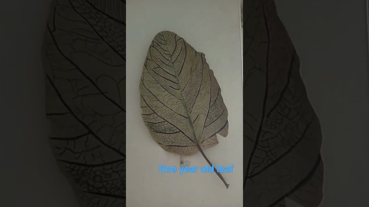 Old leaf ???? | leaf art  | #shorts #shortsvideo #shortyoutube #diy #craft #art#leafprinting #leafart