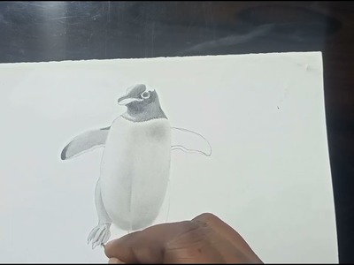 3D Art of Penguin || 3D Penguin