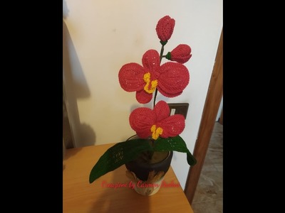 Orchidea seconda parte