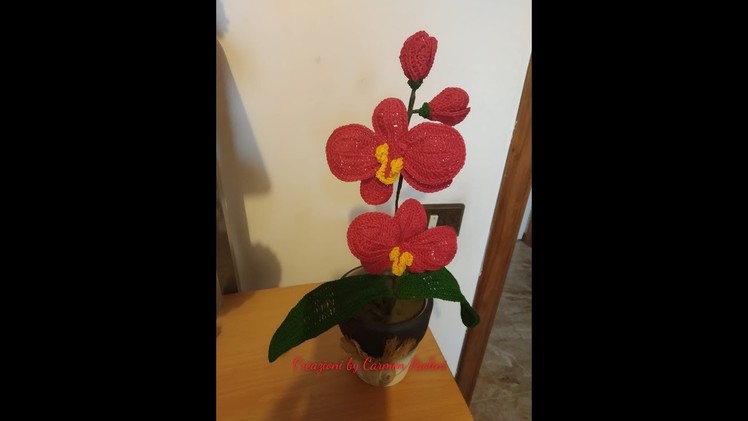 Orchidea seconda parte