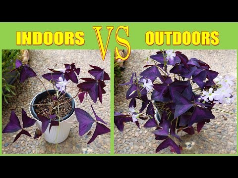 How To Grow Oxalis Triangularis  FAST | Purple Shamrock