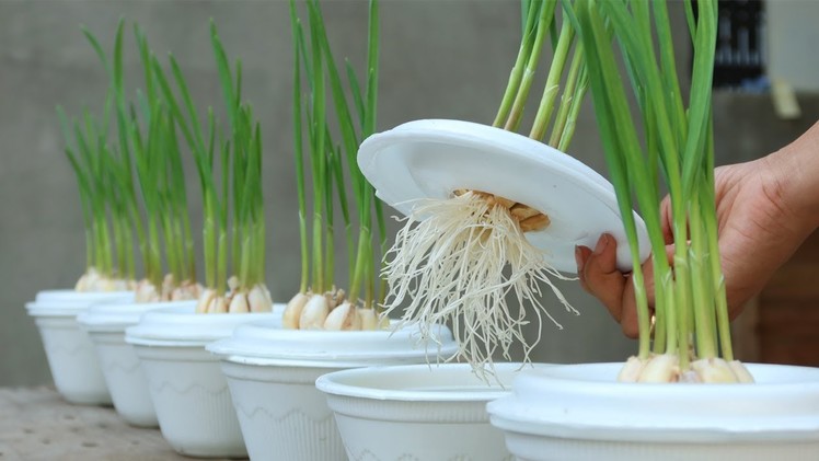 Unexpectedly, growing garlic in styrofoam box with water gives so many roots