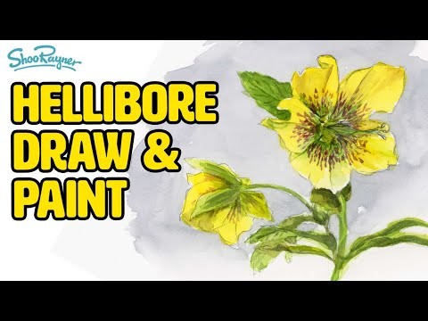 How to draw and paint a hellebore in watercolour