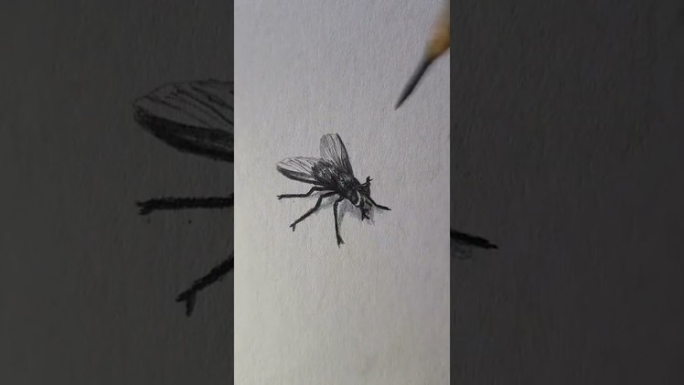 How to make Fly Art