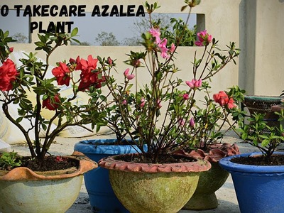 How To Take Care Azalea Flower? Azalea Plant Care In Pot I Pabitra Garden
