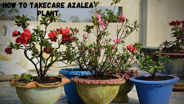 How To Take Care Azalea Flower? Azalea Plant Care In Pot I Pabitra Garden