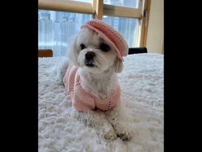 Baby Pink Buttoned Sweater. Dog Sweater Pattern