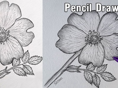 Dog Rose Flower Drawing -Pencil Sketch -Sinoun Drawing