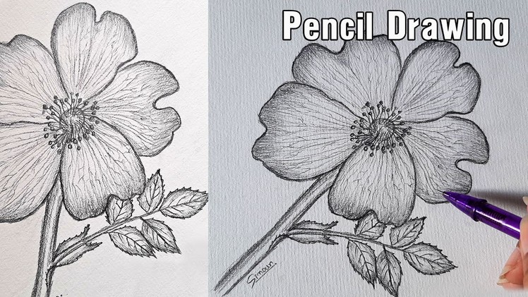 Dog Rose Flower Drawing -Pencil Sketch -Sinoun Drawing